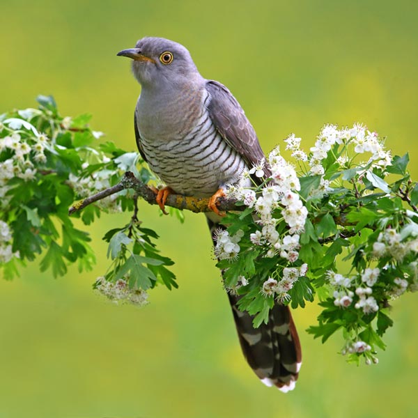 Common Cuckoo. Michele Mendi