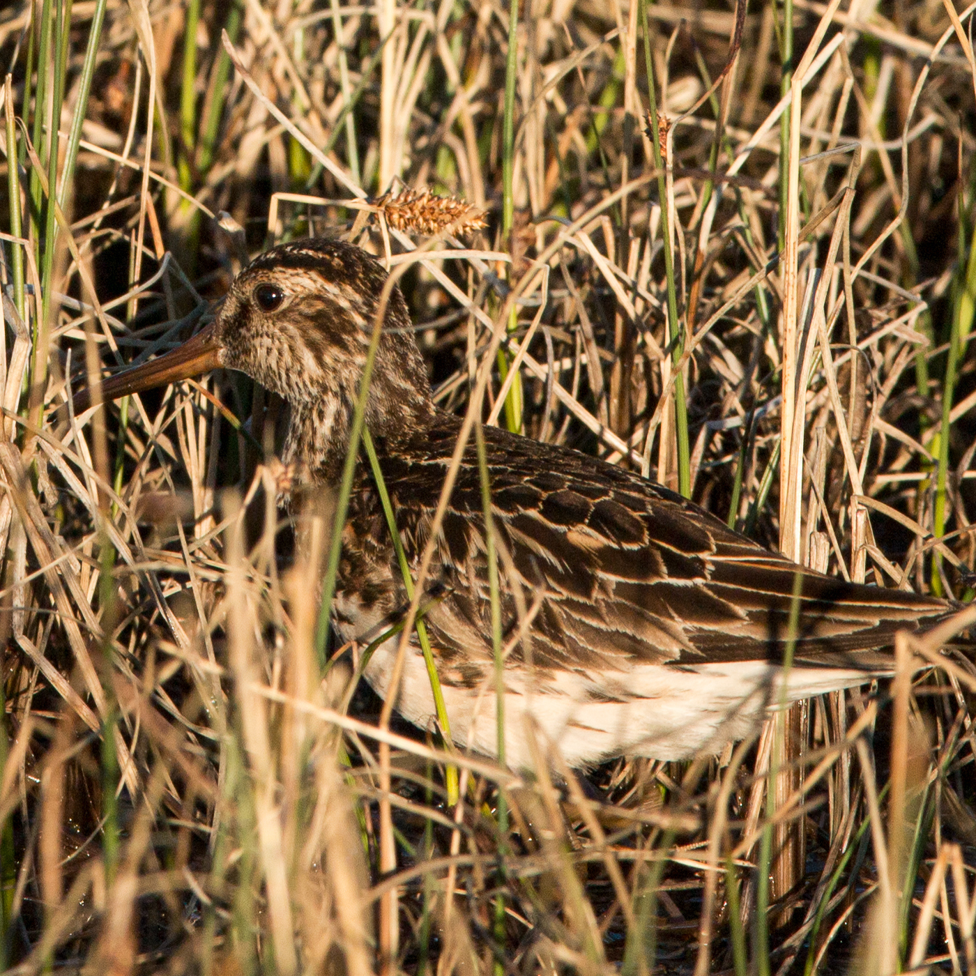 Broad billed sandpiper Christian Hoefs