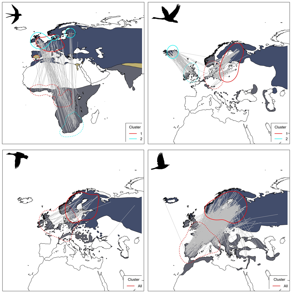 Figure 1: Migratory connectivity maps of illustrative bird species showing (a) weak connectivity and strong clustering (Hirundo rustica); (b) strong connectivity and strong clustering (Cygnus cygnus); (c) moderate connectivity and weak clustering (Bucephala clangula); (d) no connectivity (Turdus iliacus). The grey lines connect individual breeding sites and non-breeding destinations, while differently coloured kernel contours depict geographical populations identified by the cluster analysis (solid contour: breeding, dotted contour: non-breeding). Species breeding, non-breeding and resident ranges are also shown according to BirdLife International (2019). Migratory connectivity maps for all the 137 species analysed can be downloaded from specific pages in the Atlas website.