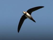 Alpine Swift. Aron Tanti