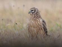 Hen Harrier. Guther Zieger