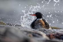 Red-breasted Merganser. Gunther Zieger